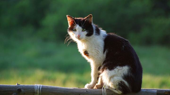 Cat Is Sitting On A Branch